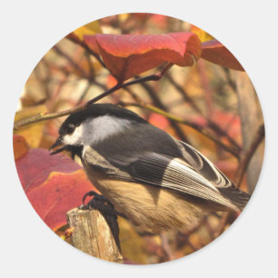 Adesivo Pássaro bonito do Chickadee com as folhas de