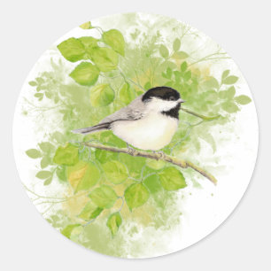 Adesivo Pássaro bonito do Chickadee na árvore de álamo