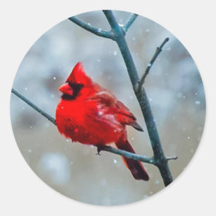 Adesivo Pássaro cardinal vermelho macio do inverno frio,