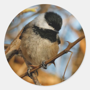 Adesivo Pássaro Chickadee Bonito Esperançoso De Capas Ne