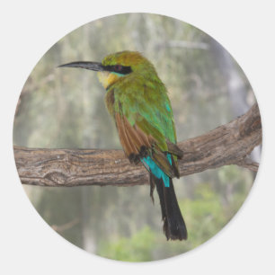 Adesivo Pássaro comedor de abelhas arco-íris, Austrália