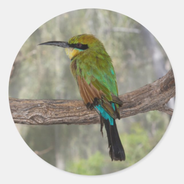Adesivo Pássaro comedor de abelhas arco-íris, Austrália (Frente)