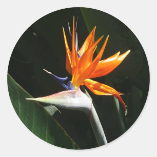 Adesivo Pássaro da Flor Tropical de Paraíso Laranja
