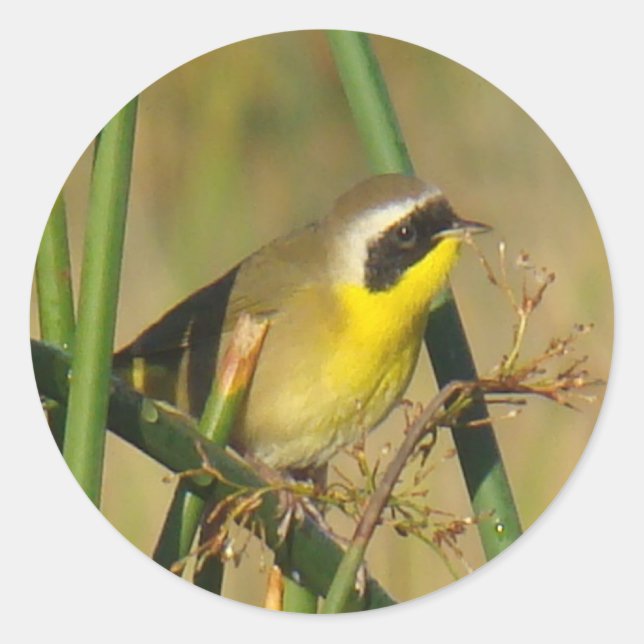 Adesivo Pássaro-de-pescoço-amarelo-comum (Frente)