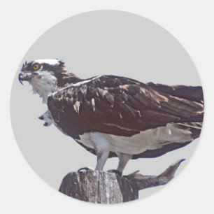 Adesivo Pássaro do Osprey