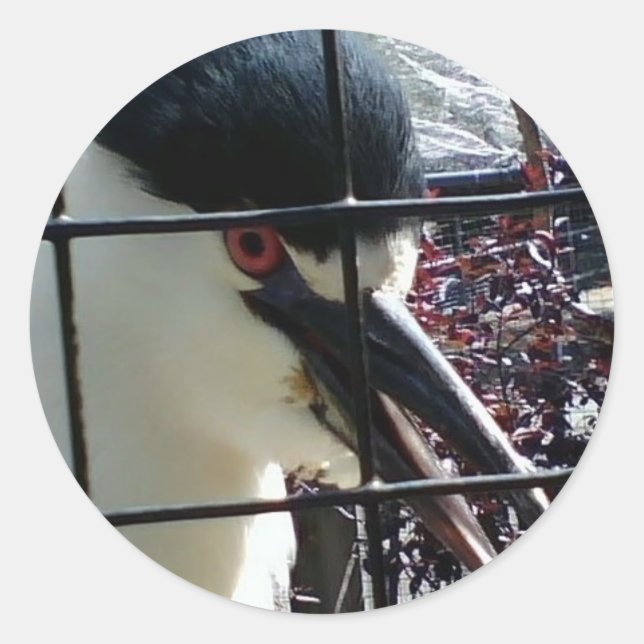 Adesivo Pássaro Exótico na imagem do Zoo (Frente)