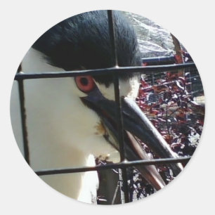 Adesivo Pássaro Exótico na imagem do Zoo