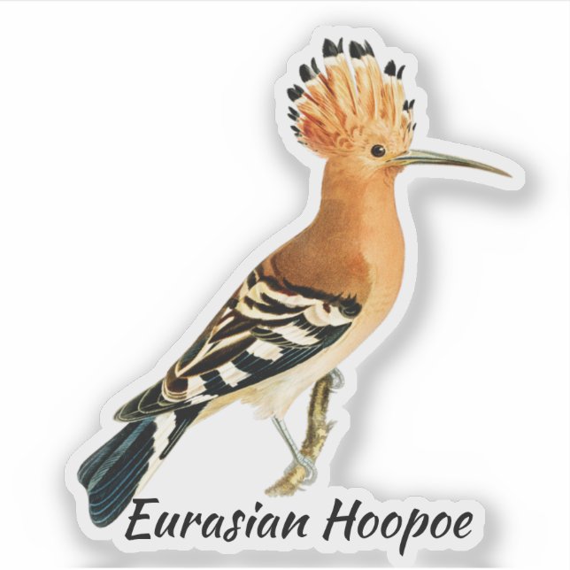 Adesivo Pássaro Hoopoe da Eurásia, rotulado (Frente)