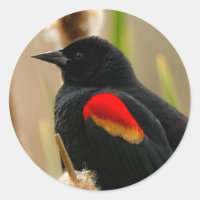 Pássaro Negro de asa vermelha no Bulrush