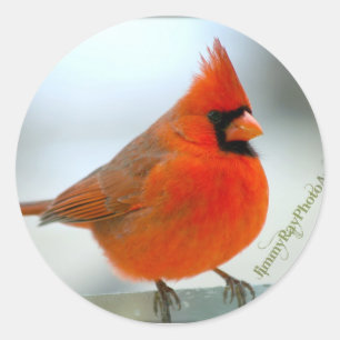 Adesivo Pássaro vermelho cardinal