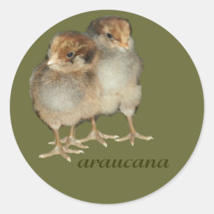 Adesivo Pássaros da ornitologia das galinhas do araucana