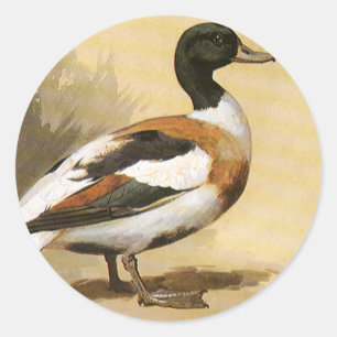 Adesivo Pássaros dos animais selvagens do vintage, pato d