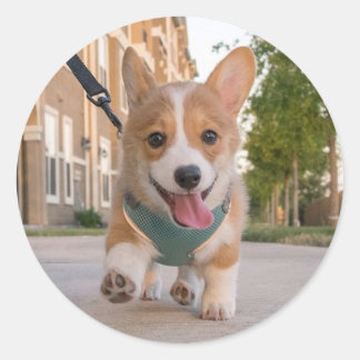 Adesivo Passeio no filhote de cachorro do corgi da luz do