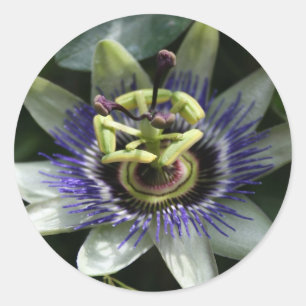 Adesivo Passiflora Fleur de la Passion Round Sticker