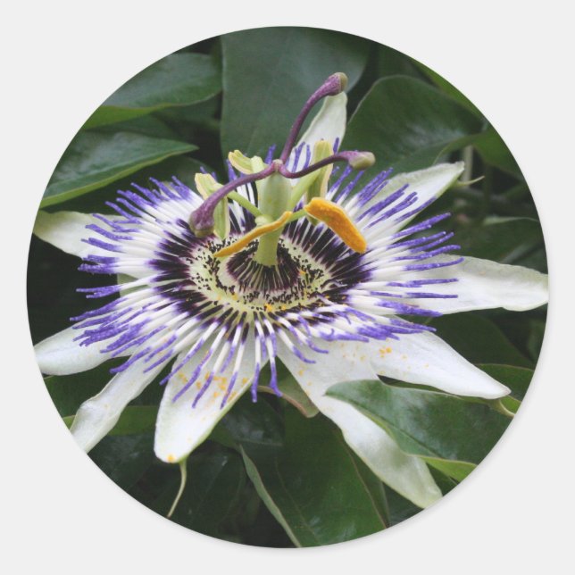 Adesivo Passiflora Floral Fotografia Rodada (Frente)