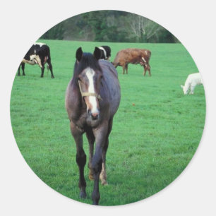 Adesivo Pastagem animal fazenda