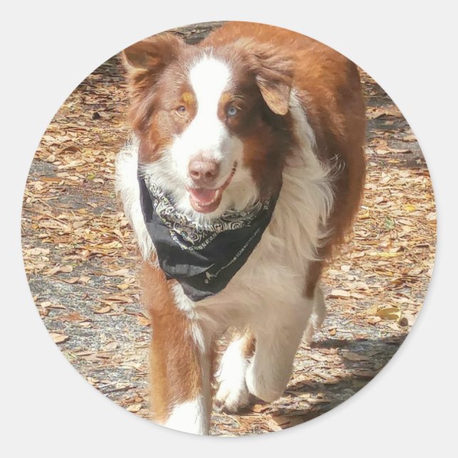 Adesivo Pastor australiano Cão com Bandana (Frente)