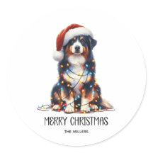 Pastor australiano molhado à luz de Natal