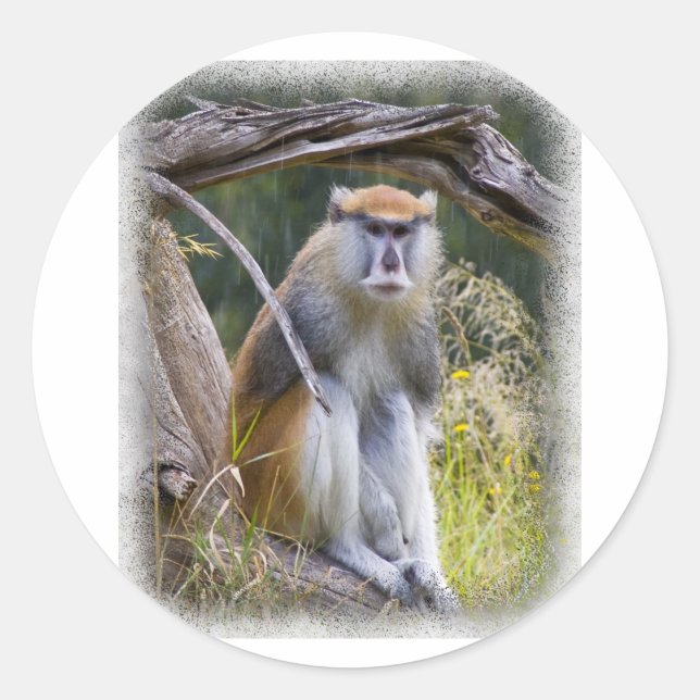 Adesivo Patas Monkey (Frente)