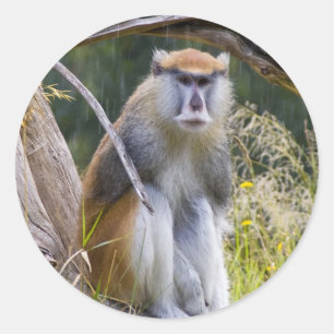 Adesivo Patas Monkey