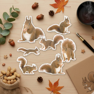 Adesivo Patilha de Esquilo