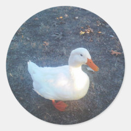 Adesivo Pato-adesivos