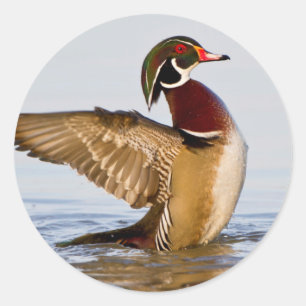 Adesivo Pato-carolino macho batendo asas em área úmida
