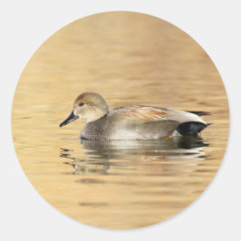 Adesivo Pato de Gadwall Masculino