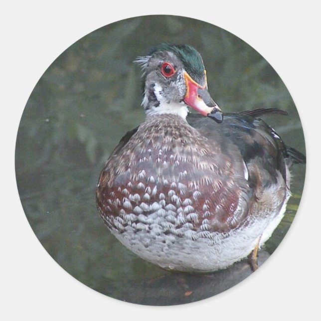 Adesivo Pato de madeira (Frente)