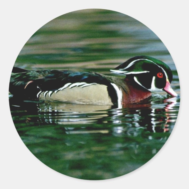 Adesivo Pato de Madeira (Drake) (Frente)