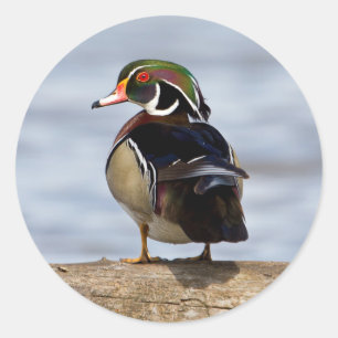 Adesivo Pato-de-madeira macho em tronco em área úmida