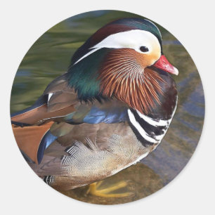Adesivo Pato de mandarino