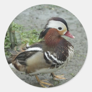 Adesivo Pato de mandarino