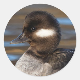 Adesivo Pato doce do Bufflehead em águas Sunlit