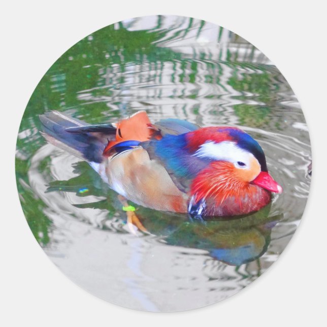 Adesivo Pato Mandarim 3 Stickers (Frente)