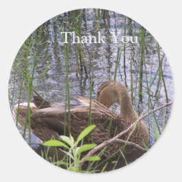 Adesivo Pato Preening nos Leeds