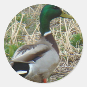 Adesivo Pato-real B12