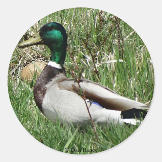 Adesivo Pato-real-macho B55 na grama (Frente)