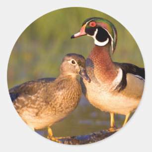 Adesivo Patos-carolinos e fêmea em tronco em área úmida