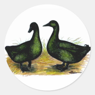 Adesivo Patos:  Cayuga Pair