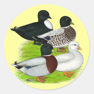 Adesivo Patos: Chame Quarteto