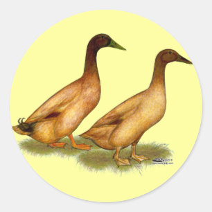 Adesivo Patos: Khaki Campbell