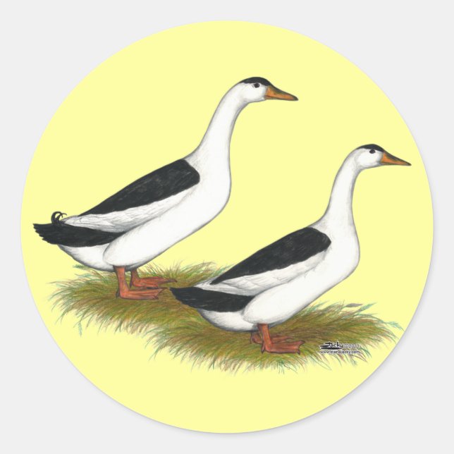 Adesivo Patos: Magpias Negras (Frente)