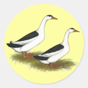 Adesivo Patos: Magpies pretos