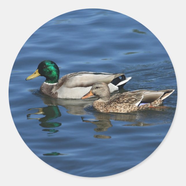 Adesivo Patos-reais (Frente)