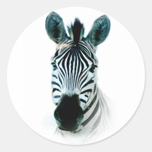 Adesivo Pau com retrato da cabeça de zebra na áfrica