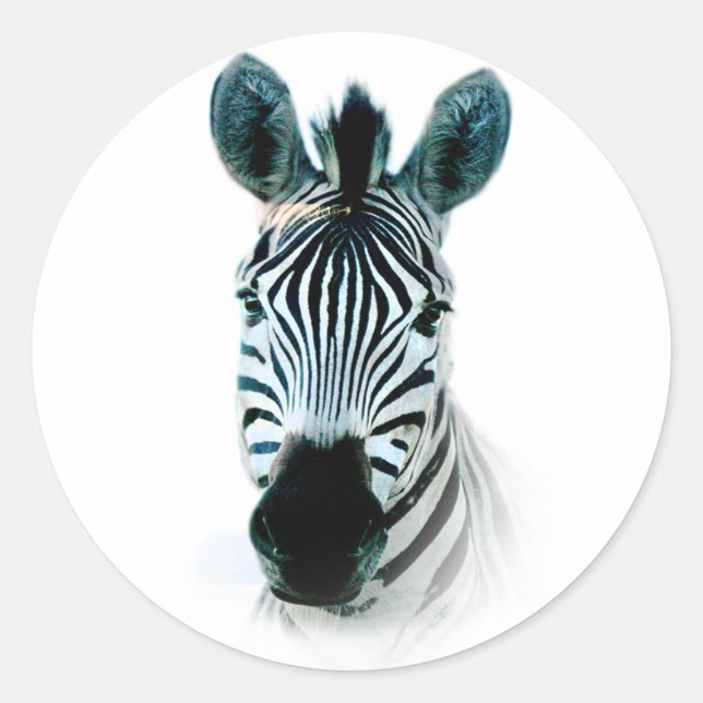 Adesivo Pau com retrato da cabeça de zebra na áfrica (Frente)
