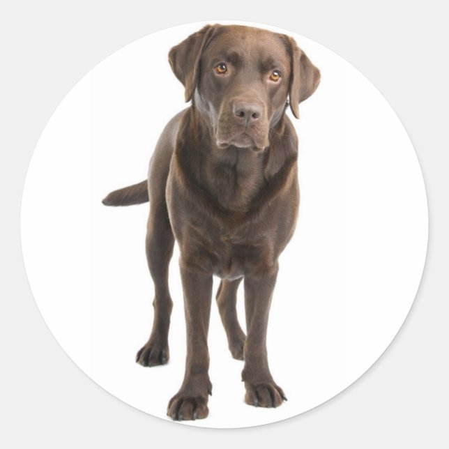Adesivo Pau de chocolate Brown Labrador Retriever (Frente)