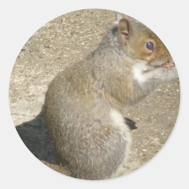 Adesivo Pau de Horatio com Fome de Esquilo (Frente)