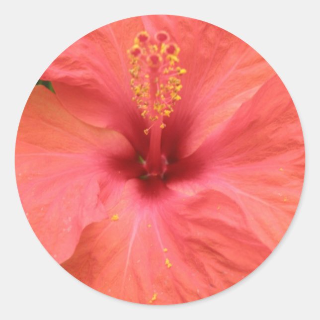 Adesivo Pau de Macro da Flor de Hibiscus Laranja (Frente)